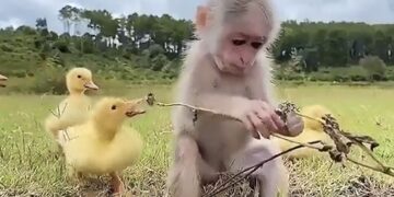 IFS Officer Shares Adorable Video On Childrens Day: Baby Monkey And Ducklings Playing Together Cute Animal Video