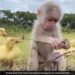 IFS Officer Shares Adorable Video On Childrens Day: Baby Monkey And Ducklings Playing Together Cute Animal Video