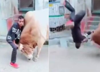 सांड की सींग पकड़कर बाहुबली बन रहा था शख्स, जानवर ने हवा में उठा कर जमीन पर पटक दिया