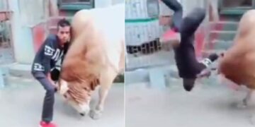 सांड की सींग पकड़कर बाहुबली बन रहा था शख्स, जानवर ने हवा में उठा कर जमीन पर पटक दिया
