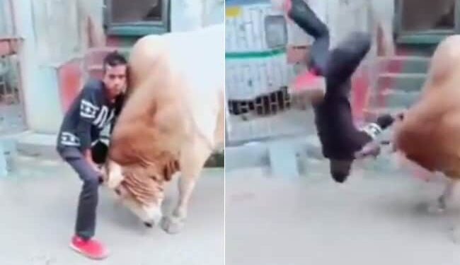 सांड की सींग पकड़कर बाहुबली बन रहा था शख्स, जानवर ने हवा में उठा कर जमीन पर पटक दिया