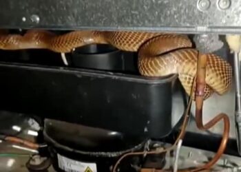 Watch Shocking Video When Cobra Snake Found In Fridge Shorts: Cobra Slithers Out Of Refrigerator Coils Around Compressor