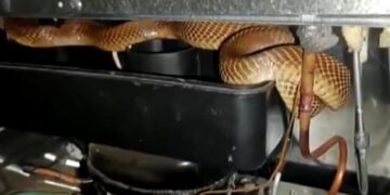 Watch Shocking Video When Cobra Snake Found In Fridge Shorts: Cobra Slithers Out Of Refrigerator Coils Around Compressor