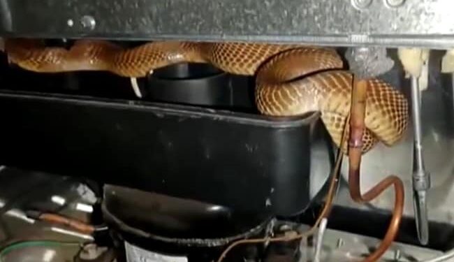 Watch Shocking Video When Cobra Snake Found In Fridge Shorts: Cobra Slithers Out Of Refrigerator Coils Around Compressor