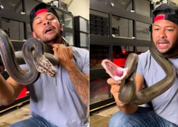 Dangerous Python Snake Attacking Man Neck Risks His Life Snake Threat Attack Video Viral On Social Media