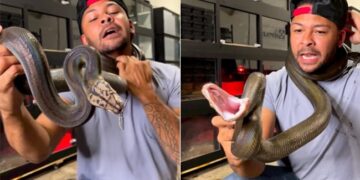 Dangerous Python Snake Attacking Man Neck Risks His Life Snake Threat Attack Video Viral On Social Media
