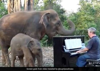 Mother And Baby Elephant Listening To Piano Music Then Did This Internet Delights See Viral Video