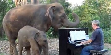 Mother And Baby Elephant Listening To Piano Music Then Did This Internet Delights See Viral Video