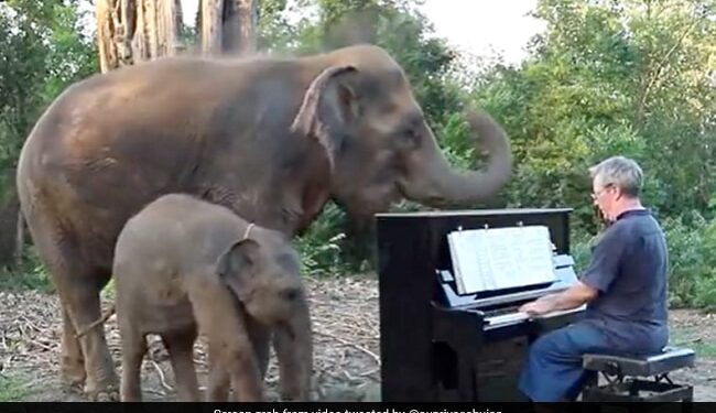 Mother And Baby Elephant Listening To Piano Music Then Did This Internet Delights See Viral Video