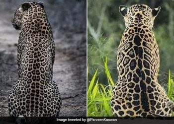 दोनों जानवरों को देखने के बाद बताइए कि कौन चीता है और कौन जगुआर? IFS अधिकारी भी हैरान हैं