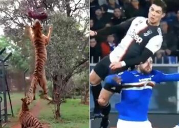 Why Is Ronaldo Being Compared To This Tiger? This Video Is Very Special, It Will Motivate You