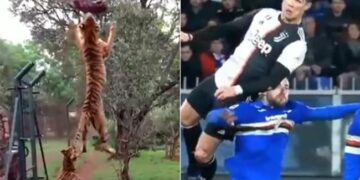 Why Is Ronaldo Being Compared To This Tiger? This Video Is Very Special, It Will Motivate You