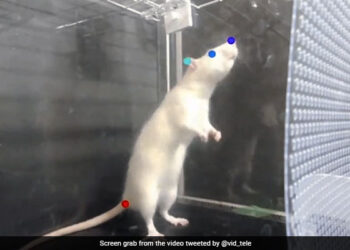 Rats Bop To The Beat And Like Music Says Study See This Video