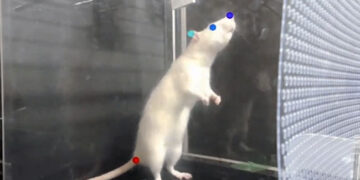 Rats Bop To The Beat And Like Music Says Study See This Video