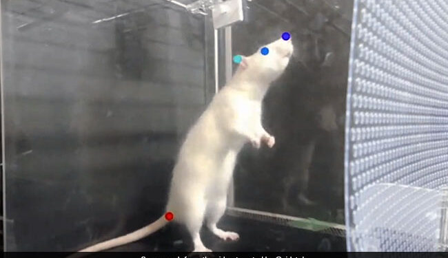Rats Bop To The Beat And Like Music Says Study See This Video