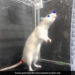 Rats Bop To The Beat And Like Music Says Study See This Video