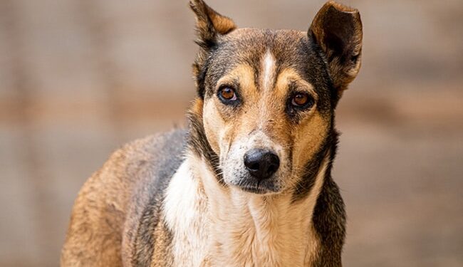 Video Shows Dog Running With Human Head In Its Mouth In A Dark Street Of Mexico – इंसान का कटा सिर मुंह में लेकर दौड़ रहा था कुत्ता…अंधेरी गली के वीडियो से मचा हड़कंप 