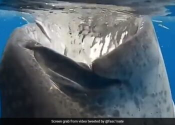 Whale Shark Gulps Down Several Small Fishes At Once Internet Shocked See Terrifying Viral Video