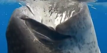 Whale Shark Gulps Down Several Small Fishes At Once Internet Shocked See Terrifying Viral Video