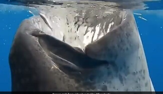 Whale Shark Gulps Down Several Small Fishes At Once Internet Shocked See Terrifying Viral Video