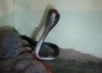 Cobra Hidden Inside The Blanket Of Sleeping Man Runs For His Life In Madhya Pradesh Watch Shocking Viral Video