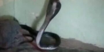 Cobra Hidden Inside The Blanket Of Sleeping Man Runs For His Life In Madhya Pradesh Watch Shocking Viral Video
