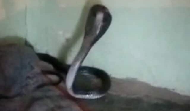 Cobra Hidden Inside The Blanket Of Sleeping Man Runs For His Life In Madhya Pradesh Watch Shocking Viral Video