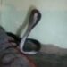 Cobra Hidden Inside The Blanket Of Sleeping Man Runs For His Life In Madhya Pradesh Watch Shocking Viral Video