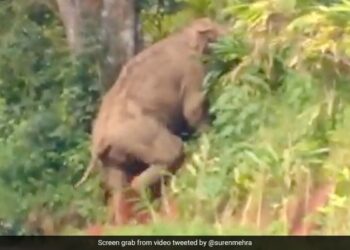People Deliberately Teasing Wild Elephant On Road Then Animal Did This Due To Fear See Viral Video – जंगली हाथी को जानबूझकर छेड़ रहे थे लोग, डर से जानवर ने किया कुछ ऐसा, लोग बोले