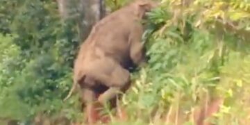 People Deliberately Teasing Wild Elephant On Road Then Animal Did This Due To Fear See Viral Video – जंगली हाथी को जानबूझकर छेड़ रहे थे लोग, डर से जानवर ने किया कुछ ऐसा, लोग बोले
