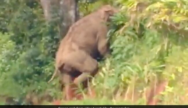 People Deliberately Teasing Wild Elephant On Road Then Animal Did This Due To Fear See Viral Video – जंगली हाथी को जानबूझकर छेड़ रहे थे लोग, डर से जानवर ने किया कुछ ऐसा, लोग बोले