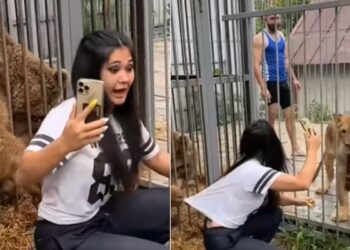 Shocking Video:girl Was Taking Selfie With Lioness And Bear Wild Animal See What Happened Next In Viral Video
