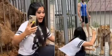 Shocking Video:girl Was Taking Selfie With Lioness And Bear Wild Animal See What Happened Next In Viral Video