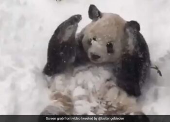 Panda Playing In The Snow Will Instantly Make You Smile See Cute Viral Video