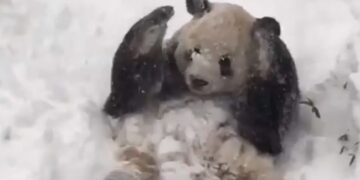 Panda Playing In The Snow Will Instantly Make You Smile See Cute Viral Video
