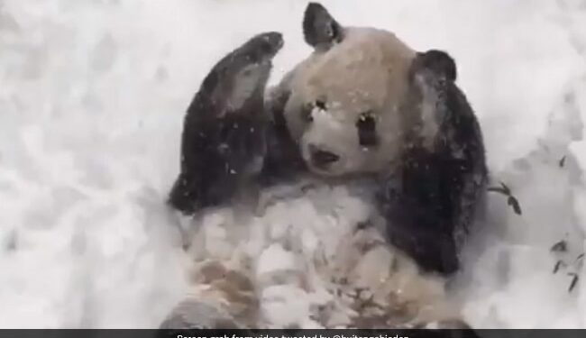 Panda Playing In The Snow Will Instantly Make You Smile See Cute Viral Video