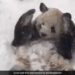 Panda Playing In The Snow Will Instantly Make You Smile See Cute Viral Video