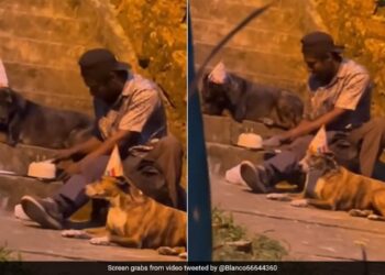 Homeless Man Celebrates Dogs Birthday Internet Gets Emotional To See This Old Viral Video