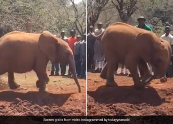 Baby Elephant Accidentally Steps On Its Own Trunk While Running Around Internet Cant Stop Laughing See Viral Video