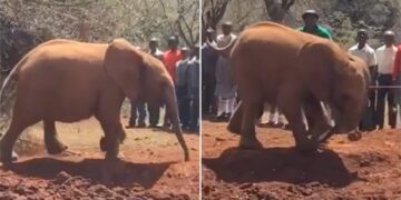 Baby Elephant Accidentally Steps On Its Own Trunk While Running Around Internet Cant Stop Laughing See Viral Video