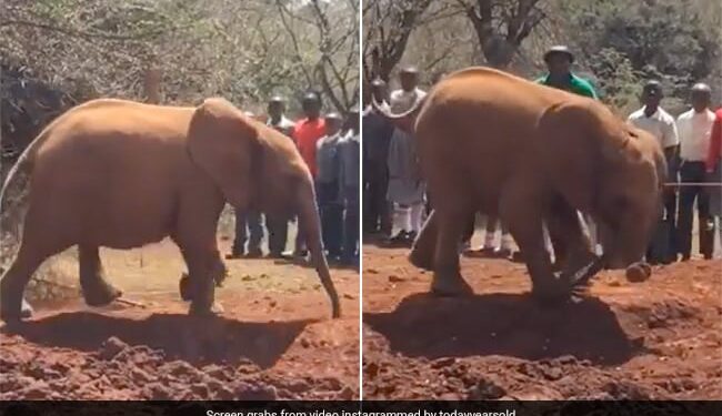 Baby Elephant Accidentally Steps On Its Own Trunk While Running Around Internet Cant Stop Laughing See Viral Video