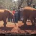 Baby Elephant Accidentally Steps On Its Own Trunk While Running Around Internet Cant Stop Laughing See Viral Video