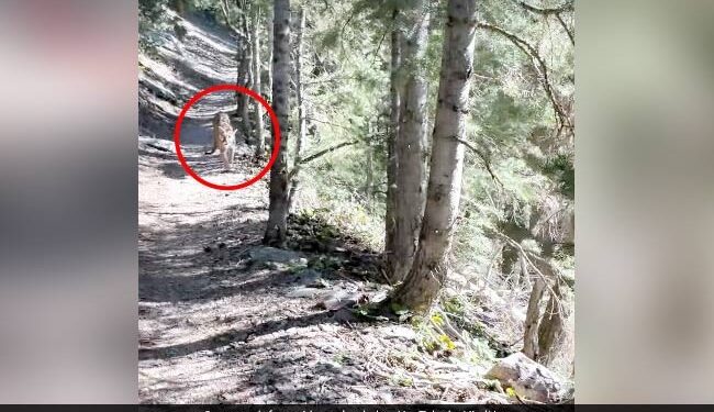 The Hungry Lion Was About To Hunt The Man, He Pleaded – Let Me Go, I Will Not Come Back – भूखा शेर शख्स का शिकार करने वाला था, गिड़गिड़ाकर उसने कहा