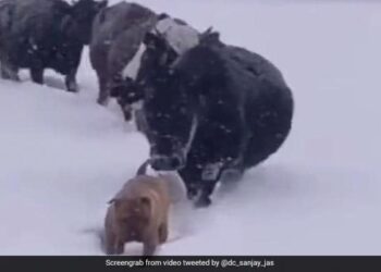 Dog Making Way For A Herd Of Cattle In Snow See Viral Video – बर्फीले तूफान में मवेशियों के लिए बर्फ हटाकर रास्ता बनाता दिखा कुत्ता, लोग बोले