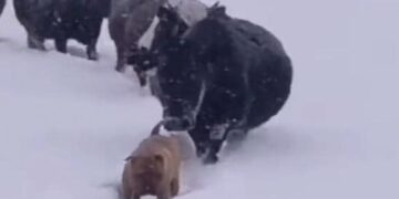 Dog Making Way For A Herd Of Cattle In Snow See Viral Video – बर्फीले तूफान में मवेशियों के लिए बर्फ हटाकर रास्ता बनाता दिखा कुत्ता, लोग बोले