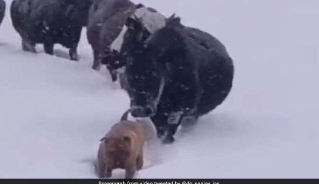Dog Making Way For A Herd Of Cattle In Snow See Viral Video – बर्फीले तूफान में मवेशियों के लिए बर्फ हटाकर रास्ता बनाता दिखा कुत्ता, लोग बोले