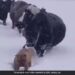 Dog Making Way For A Herd Of Cattle In Snow See Viral Video – बर्फीले तूफान में मवेशियों के लिए बर्फ हटाकर रास्ता बनाता दिखा कुत्ता, लोग बोले