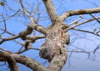 A Cute Bird Is Hidden In The Picture, Finders Will Be Called Fast, Answer In 30 Seconds