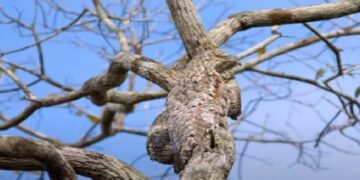 A Cute Bird Is Hidden In The Picture, Finders Will Be Called Fast, Answer In 30 Seconds