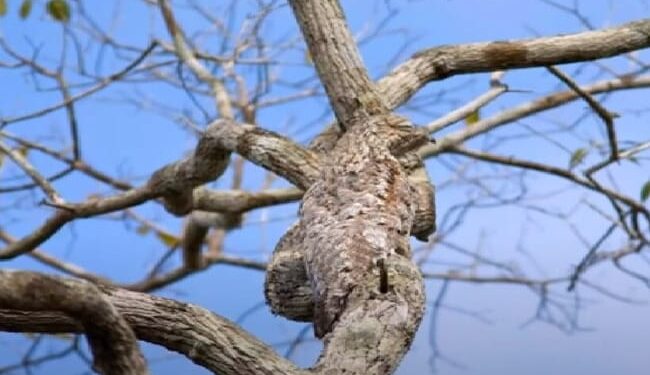 A Cute Bird Is Hidden In The Picture, Finders Will Be Called Fast, Answer In 30 Seconds